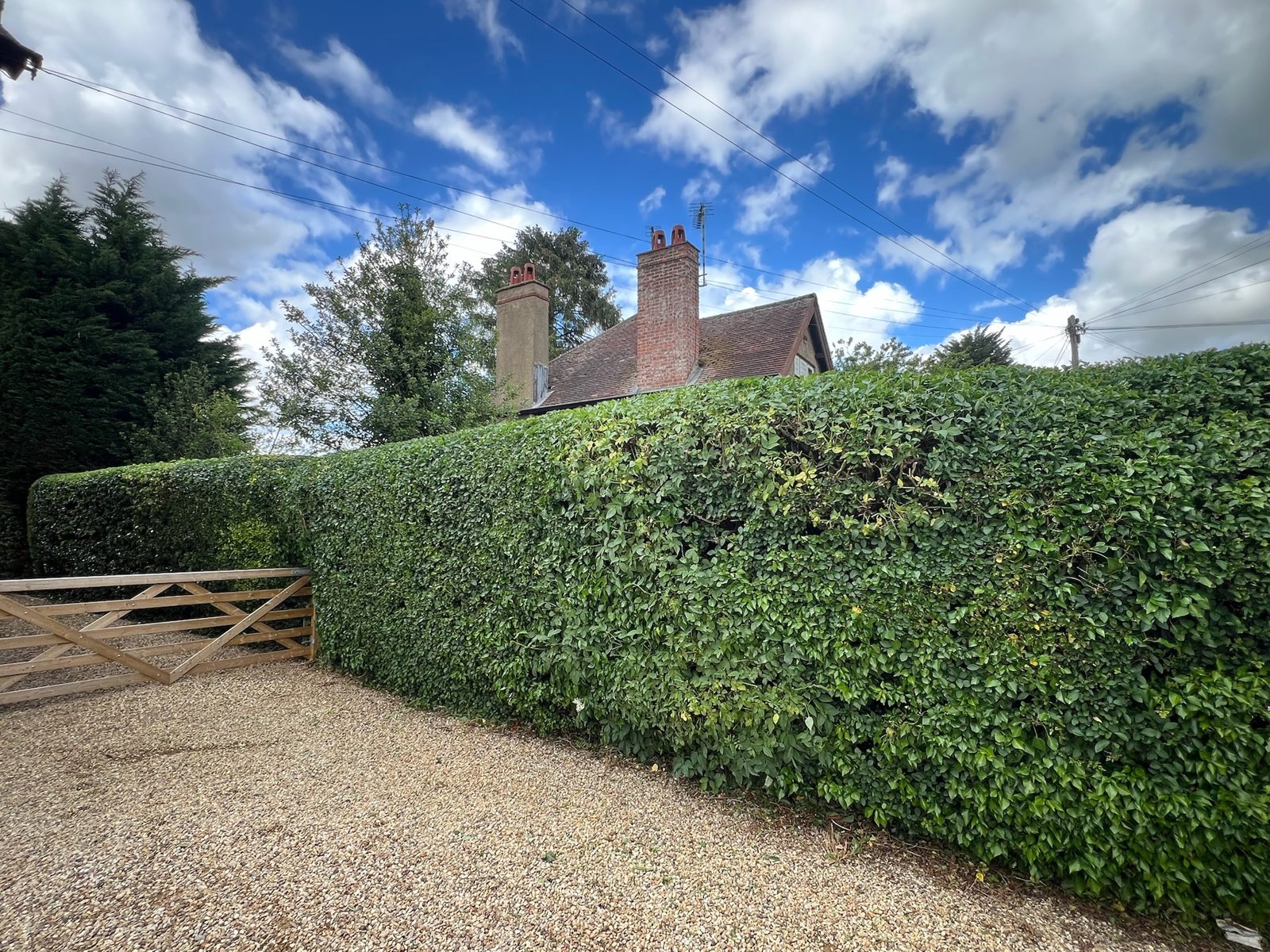 Uniformly cut hedge along a gravel drive
